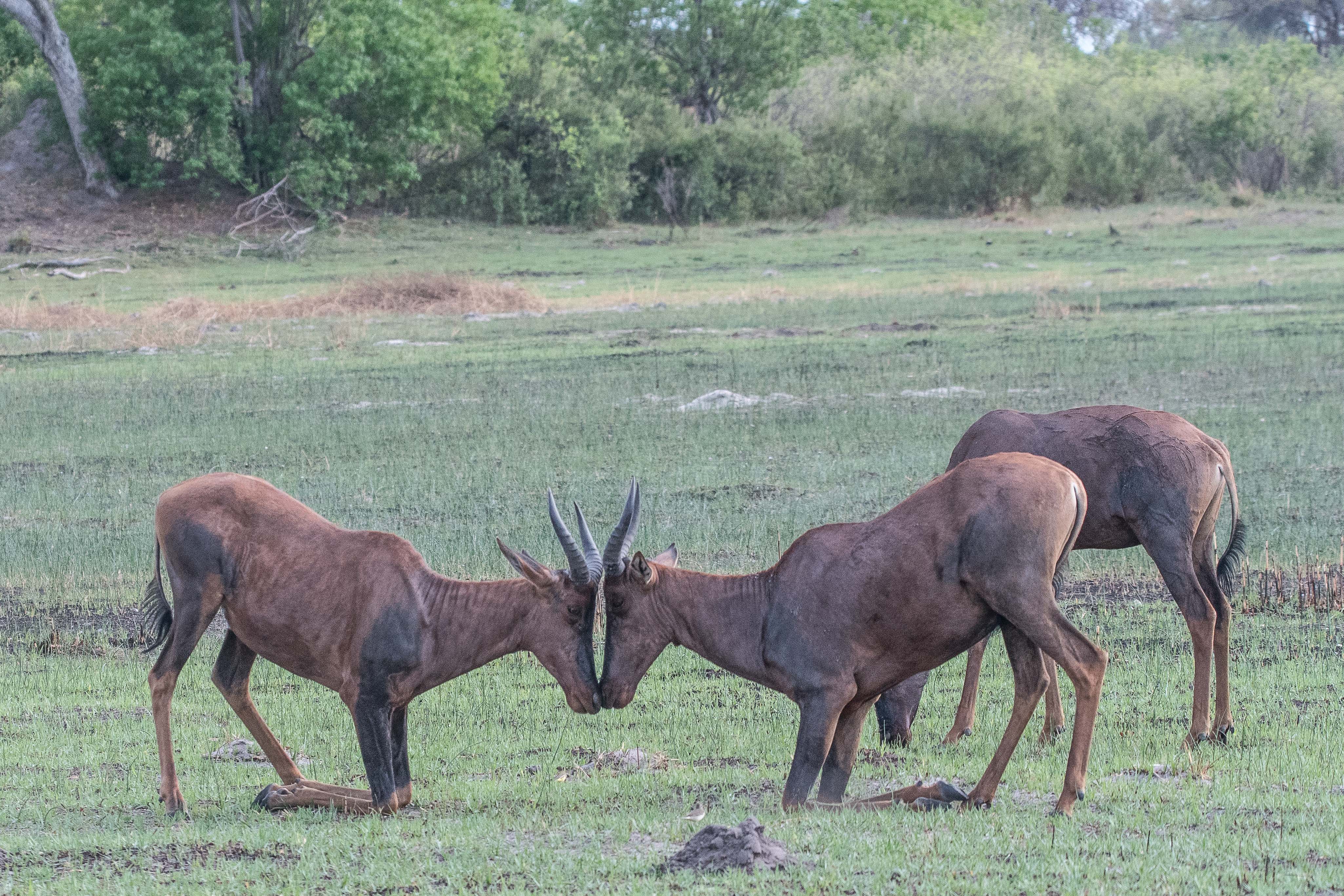 Damalisques communs ou Sassabis ou Tsessebés (Sassabis or Tsessebes, Damaliscus lunatus), affrontement de 2 jeunes mâles, Kwando reserve, Delta de l'Okavango, Botswana.